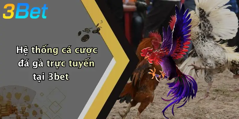 Hệ thống cá cược đá gà trực tuyến tại 3bet